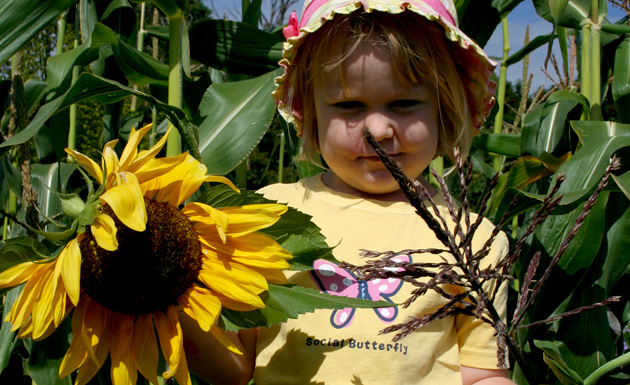 sunflowers