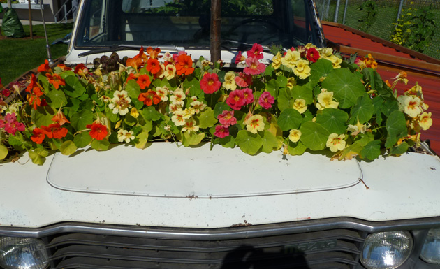 flowers on the roof on the truck