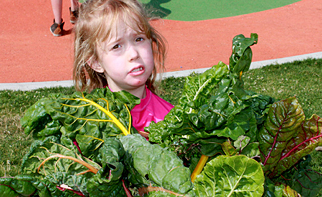 harvesting from the garden